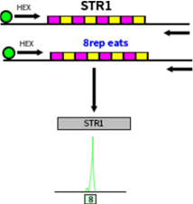 SSR/STR检测